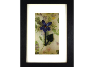 Wild flowers box frame – Violet