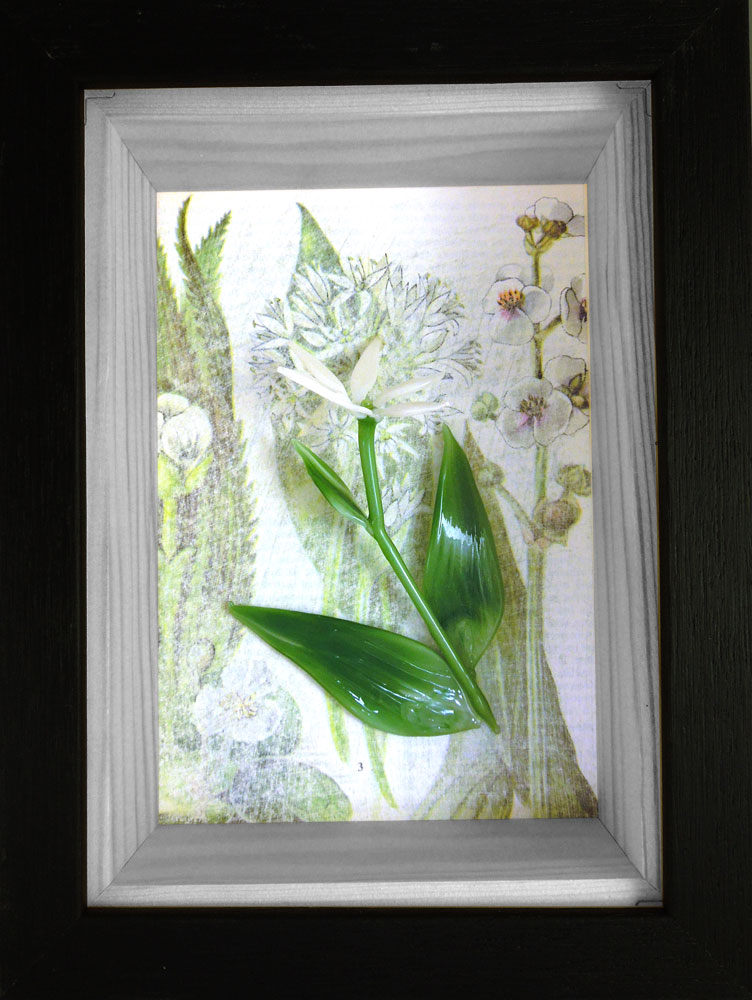 Wild flowers box frame – Wild garlic